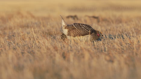 Sharp-tailed-Grouse-Male-Adult-Pair-mating-rituals-in-Spring-Standoff-Display-in-Saskatchewan,-Canada