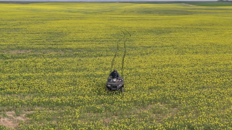 Zoom-Aéreo-Fuera-Del-Agricultor-Revisando-Los-Campos-De-Mostaza-En-Quad,-Saskatchewan,-Canadá