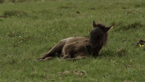 A-young-Icelandic-Foal-lays-down-in-the-meadow-to-take-a-rest