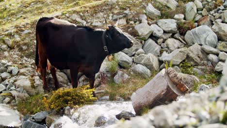 Kuh-Trinkwasser-Aus-Einem-Fluss-Auf-Einem-Bio-Bauernhof-In-Den-Bergen