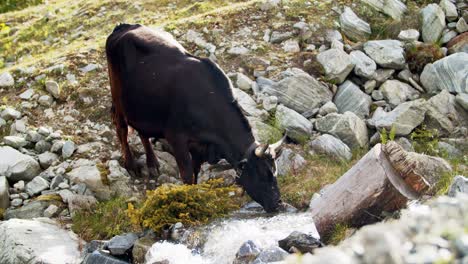 Cow-drinking-water-out-of-a-spring-in-the-mountains-in-slomotion