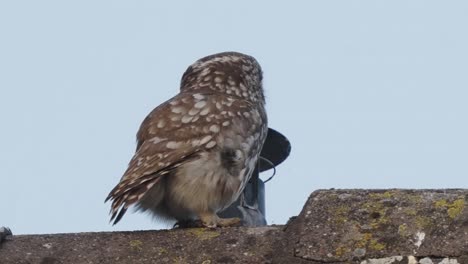 Little-owl-perched-on-a-stone-wall,-Veluwe-National-Park,-Netherlands