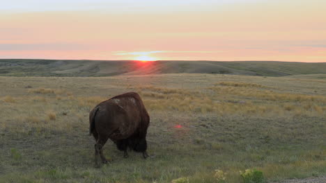 Amerikanischer-Bison,-Der-Auf-Offener-Wiese-Mit-Rotem-Sonnenuntergang-Im-Grasland-Nationalpark-Weidet