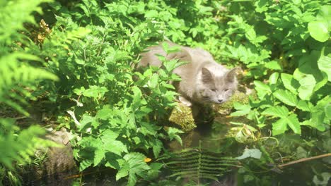 Handheld-forwards-shot-of-grey-cat-drinking-from-a-pond-in-Sheffield-Botanical-Gardens,-England-before-being-distracted-by-a-fly