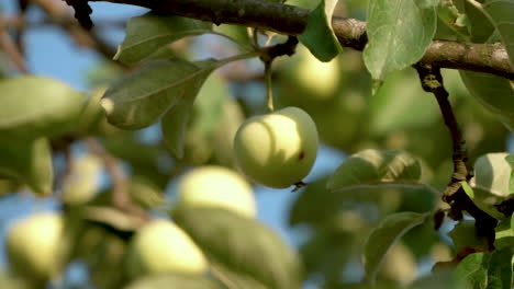 Manzana-Verde-Cuelga-De-Una-Rama-De-árbol-En-Verano