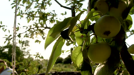 Green-apples-on-the-apple-tree-branch-on-a-beautiful-sunset,-sun-rays-passing-through-the-leaves