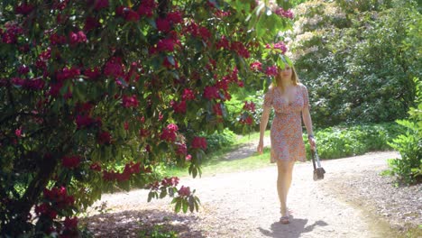 Sideways-stabilised-dolly-of-young-blonde-woman-walking-towards-pink-flowers-and-reaching-to-touch-and-admire-them-in-Sheffield-Botanical-Gardens,-England