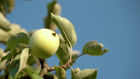 White-and-green-apple-on-a-tree-branch-on-a-summer-day-on-blurred-background