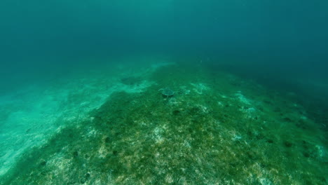 Unter-Wasser---Fütterung-Grüner-Meerschildkröten,-Brewers-Bay,-St