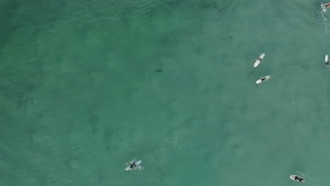 4k-Top-view-drone-shot-of-people-surfing-next-to-a-shark-in-the-blue-sea-water-at-Byron-bay,-Australia