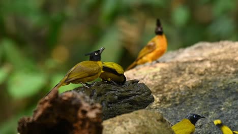 Black-crested-Bulbul,-Rubigula-flaviventris-and-Black-headed-Bulbul,-Brachypodius-melanocephalos,-Thailand