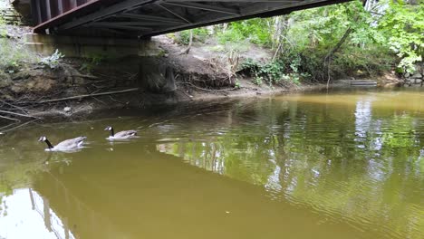 Under-a-bridge,-aerial-pan-while-hovering-over-water-to-follow-Geese-as-they-swim-by