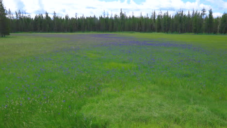 Peaceful-Flower-Meadow-in-US-National-Park---Establishing-Zoom-in