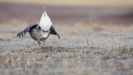Sharp-tailed-grouse-male-bird-dancing-and-performing,-lekking,-closeup