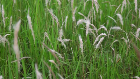 Weißes-Gras.-Weißes-Gras-Auf-Der-Grünen-Wiese