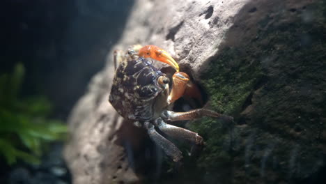Eine-Krabbe-Holt-Nahrung-Aus-Einer-Felshöhle-Und-Steckt-Sie-Sich-Mit-Ihren-Krallen-Ins-Maul