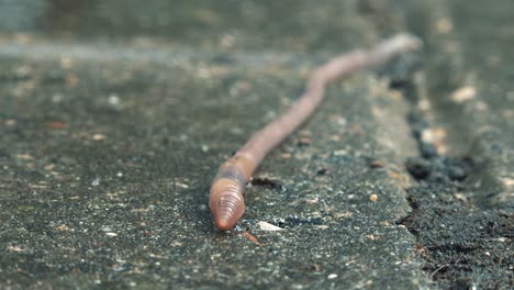 The-earthworm-crawls-on-a-wet-pavement