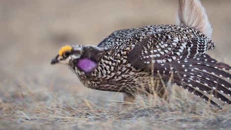 Extreme-follow-close-up-of-Sharp-tailed-grouse-male-bird-dancing-on-lek