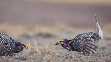 closeup-of-Sharp-tailed-grouse-male-perform-ritual-mating-dance,-lek