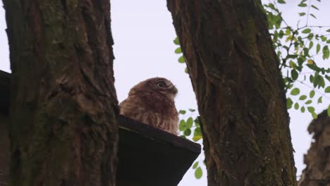 Little-owl-on-a-tree-watching-the-camera,-Veluwe-National-Park,-Netherlands