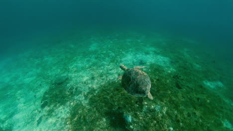 Unterwasser---Zwei-Grüne-Meeresschildkröten,-Brewers-Bay,-St