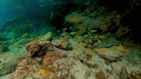 Unterwasser---Eine-Schule-Gelber-Fische,-Die-Auf-Den-Jungferninseln-Der-Vereinigten-Staaten-Zu-Sehen-Sind
