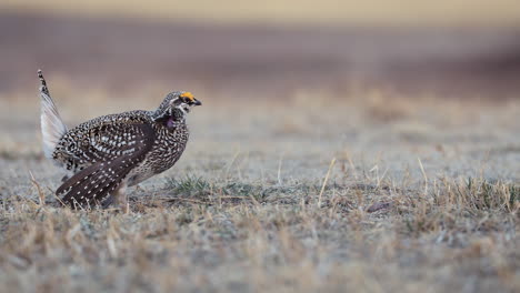 Sharp-tailed-grouse-male-bird-resting-in-the-field,-low-angle-close-up