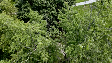 Beautiful-trees-as-seen-from-the-air-on-campus
