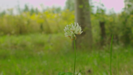 Schöne-Nahaufnahme-Der-Wildblumen-In-Der-Natur