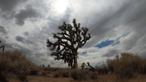 A-Joshua-tree-stands-tall-in-the-Mojave-Desert-landscape-with-a-dramatic,-stormy-cloudscape-overhead-during-a-light-rain---static-time-lapse