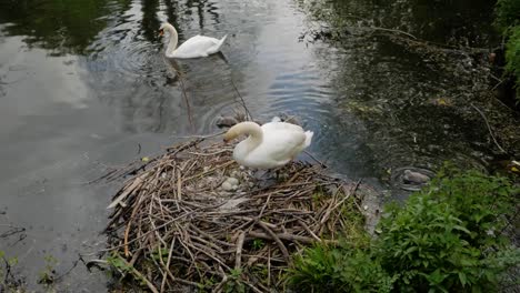 White-swan-mother-protecting-baby-cygnet-birds-sitting-on-lakeside-nest-high-angle-view