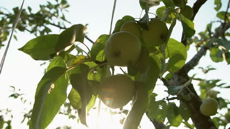 Fresh-green-apples-hanging-from-growing-tree