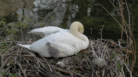 White-mother-swan-sitting-in-reeds-nesting-with-young-cygnet-bird-next-to-lake