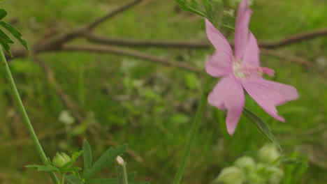Schöne-Nahaufnahme-Der-Rosa-Wildblume-In-Der-Natur-Des-Sommers