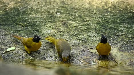 Black-crested-Bulbul,-Rubigula-flaviventris,-two-individuals-drinking-water-in-the-forest-then-a-Stripe-throated-Bulbul,-Pycnonotus-finlaysoni,-arrives-to-join-the-refreshing-experience,-Thailand