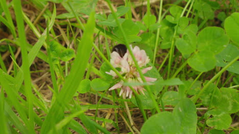 Schöne-Szene-Der-Honigbiene,-Die-An-Der-Weißen-Wildblume-Arbeitet