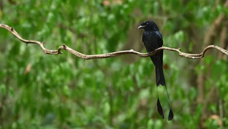 Greater-Racket-tailed-Drongo,-Dicrurus-paradiseus,-Thailand
