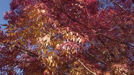 Trees-With-Red-Leaves-During-Autumn-Season-On-A-Sunny-Day