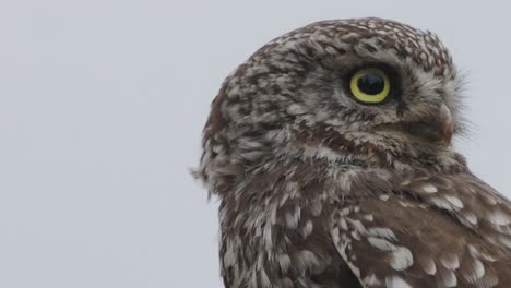 Close-up-Little-Owl,-rapid-head-movement,-turns-around-to-look-behind-him
