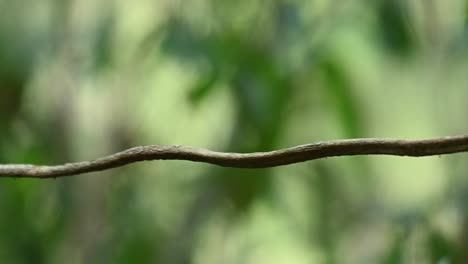 Black-crested-Bulbul,-Rubigula-flaviventris,-Thailand