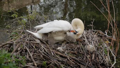 Closeup-mother-swan-sitting-in-lake-nest-with-young-cygnet-waterfowl-bird