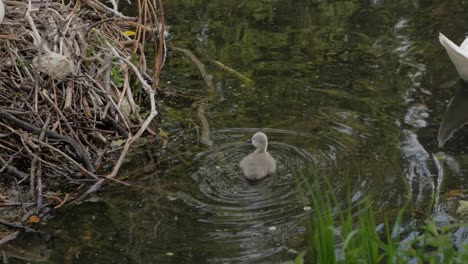 White-mother-swan-sitting-in-reeds-nesting-and-watching-young-cygnet-birds-next-to-lake
