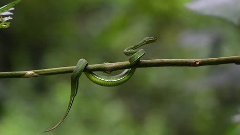 White-lipped-Pit-Viper,-Trimeresurus-albolabris,-Kaeng-Krachan-National-Park,-UNESCO-World-Heritage,-Thailand