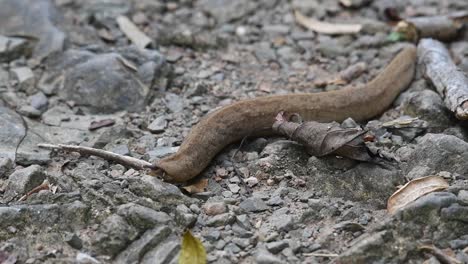 Land-Slug,-Mollusca,-Kaeng-Krachan-National-Park,-UNESCO-World-Heritage