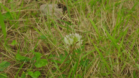 Beautiful-white-wildflower-in-between-the-grass-in-the-nature-of-summer