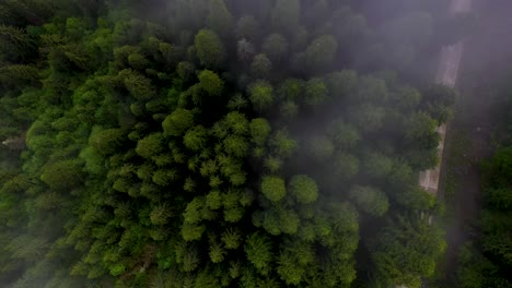 Aerial:-forest-trees-and-mountain-road-covered-in-low-mist,-rising-top-down-view