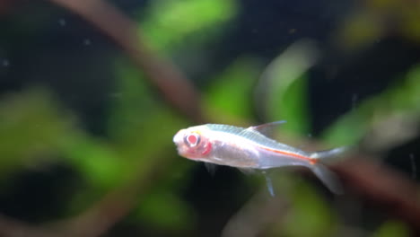 An-albino-fish-swims-in-an-aquarium