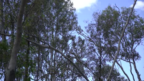 Multiple-Australian-cockatoos-on-tree-in-the-outback