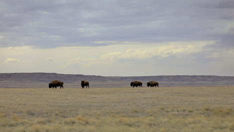 American-bison-walking-and-grazing-in-the-field,-long-lens-medium-shot