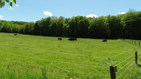 Beautiful-green-grass-pasture-in-front-of-green-forest-under-blue-sky,-on-it-some-highland-cattle,-electric-fence-in-foreground
